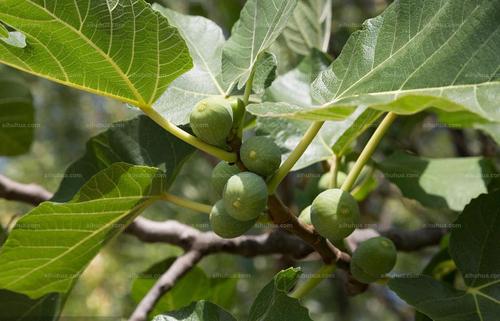 无花果树图片_园林的无花果树图片大全 - 花卉网