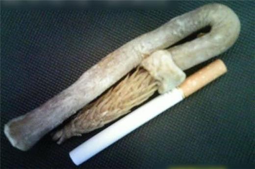 【转载】极罕见!快绝种的带刺生殖器