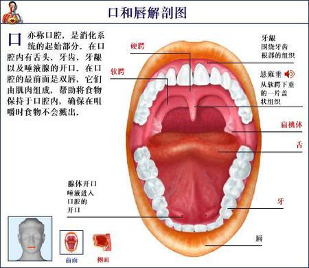 最近感冒了,然后发现腭垂后面中央肿了一块,那地方不是扁桃体,那地方