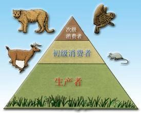 生态金字塔
