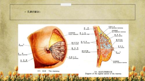 乳腺分区及影像学表现精选干货