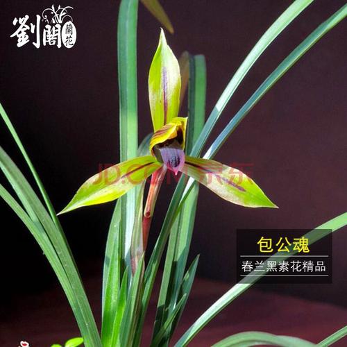 刘阁兰花苗 春兰高档黑素花精品 包公魂 冬带花苞出售