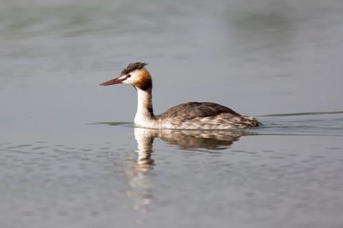 憨憨的二哈看腻了水鸟界的二哈来了