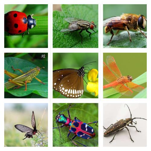 主题活动:各种各样的昆虫 能够区分益虫和害虫 了解并认识常见的昆虫