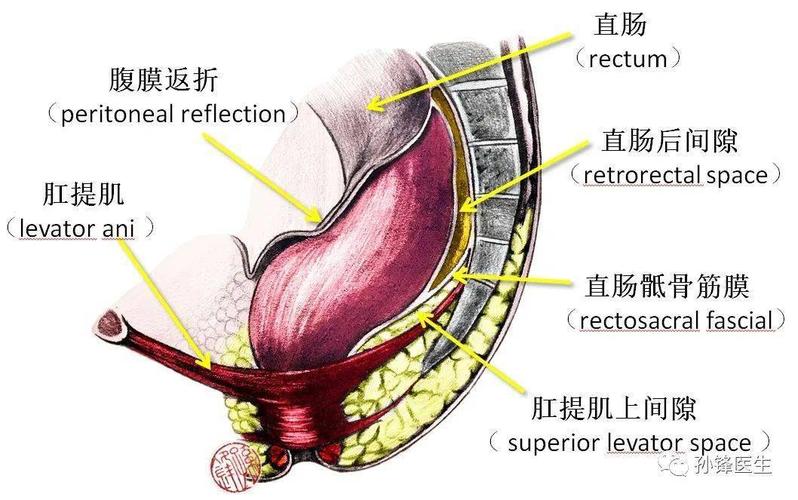 医学笔记|直肠骶骨筋膜的应用解剖(图文)