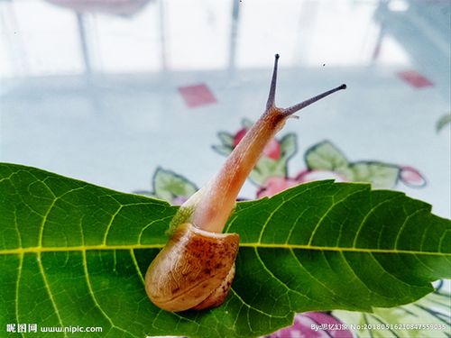 树叶上的蜗牛图片