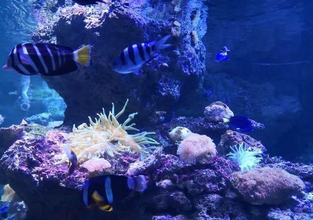 31 约上朋友,去热高乐园或皇家极地海洋世界过夏天!