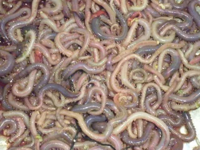 舌尖上的曹妃甸:海鲜"重口味"——海蚯蚓,你吃过吗?