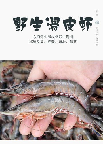 【四海生鲜】东山岛海捕野生剑虾(10-15条)滑皮虾
