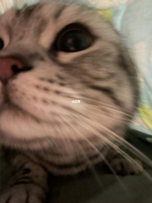 小猫说早上好_小猫_宠物_我的萌宠_宠物_猫