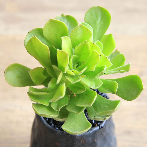绿茵园艺|冰绒 多肉植物组合盆栽 阳台办公绿植花卉盆景