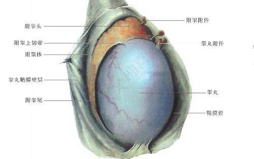 右侧附睾头部小囊肿是什么意思?严重吗?