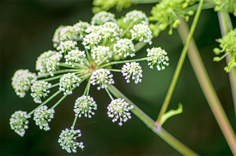 当归来源于什么科植物?了解属性后,自家花盆也能养