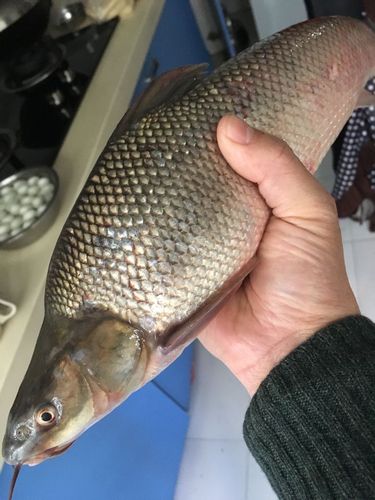 长四根胡须有鳞片的白色鱼是什么鱼