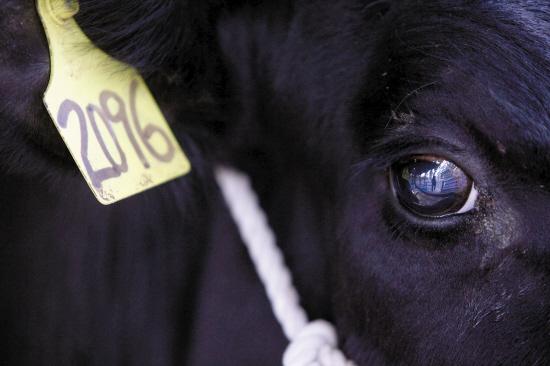 牛眼看人一色牛人