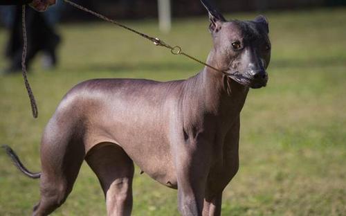 没有毛的狗是什么狗