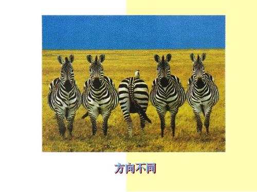 四年级上册美术湘版第十二课一模不一样(1)ppt