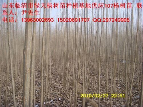 临清杨树苗基地