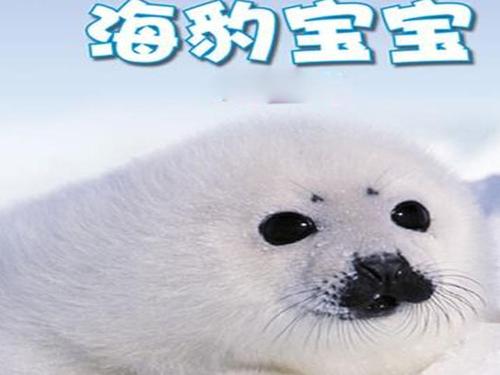 海豹宝宝