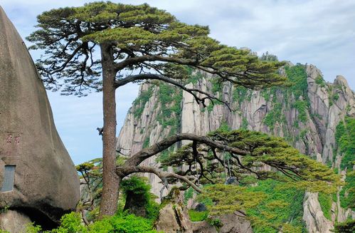 黄山劲松