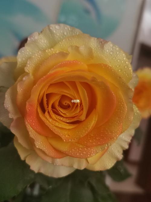 月季 龙舌兰日出_月季_龙舌兰日出_阳台_阳台花园_家居家装_家居装饰