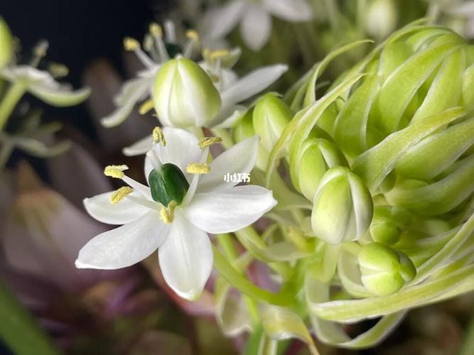 白花虎眼万年青_虎眼万年青_家居家装_家居装饰_花艺