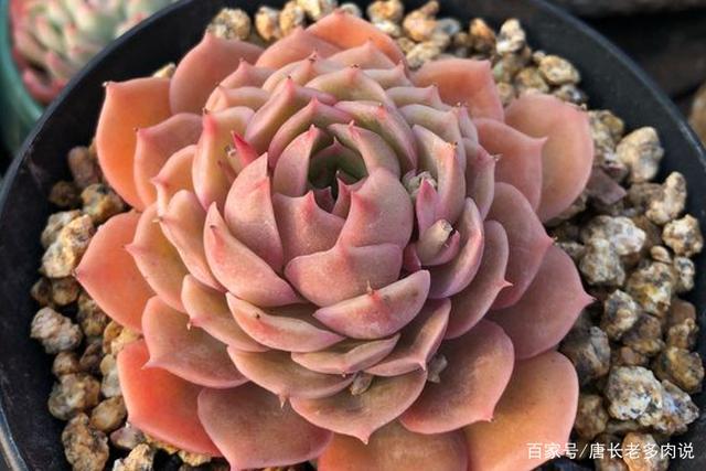 多肉浇透水以后隔多久再次浇水?季节和天气不同浇水频率都不一样