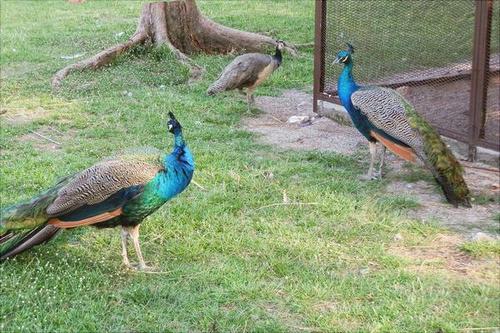 孔雀的尾巴像什么