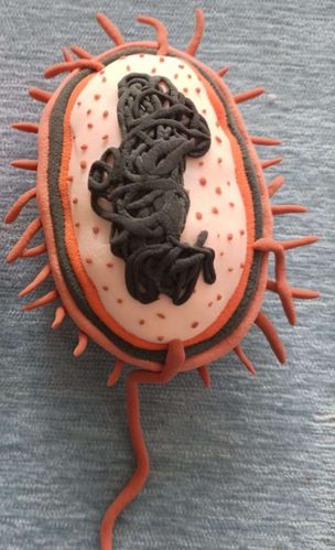 生物手工——细菌制作模型 青州市圣水学校七年级五班 冯湘婷