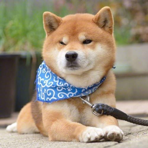 柴犬表情包图片