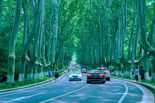 说到梧桐树就想到了南京城,确实,最密集的在中山东路,最有名的是美龄