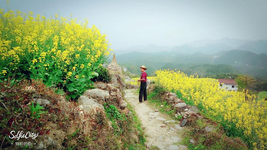 北山村油菜花!