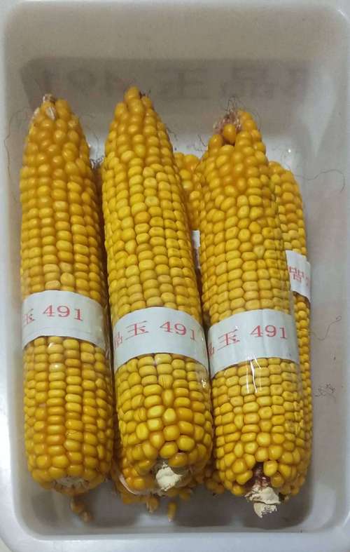 其它 李志农资2020年玉米品种介绍 写美篇 三,龙单106 黑审玉