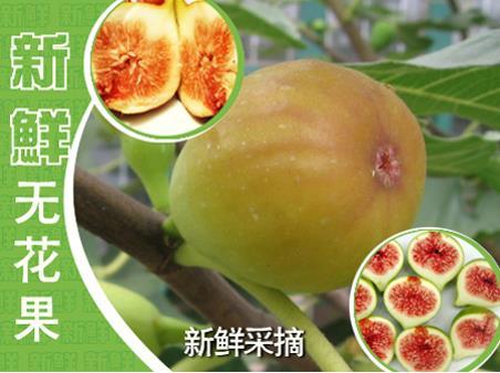 顶级有机水果 新鲜无花果 养颜排毒圣果 催奶果新鲜 预售价优包邮商品