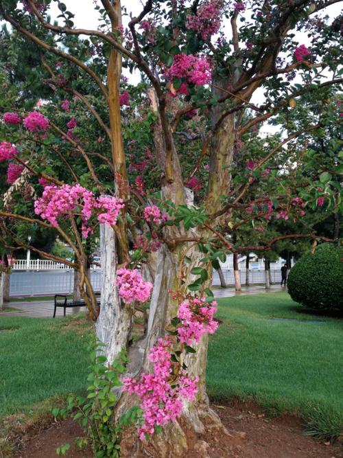 幸福门广场上的百年紫薇树.