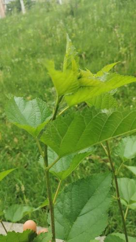 寻找桑树叶——余承锦日记