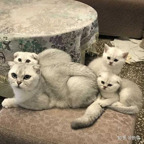 你愿意让你的猫进被窝吗?