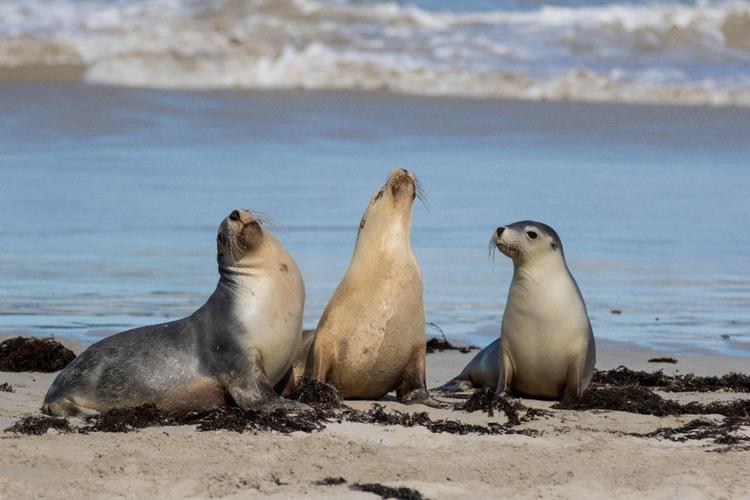 saving our sea lions