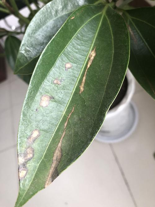 平安树叶子这个样子是怎么回事?怎么办?