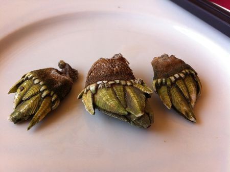 是一种海鲜,生长在海边岩石逢里的贝壳类,叫观音手,可鲜美了