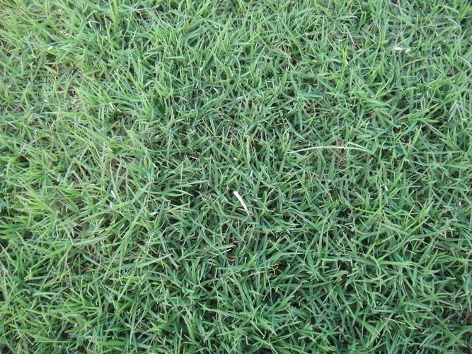 广西南宁绿化草种草籽耐寒耐旱