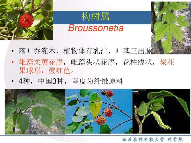 构树属 broussonetia   落叶乔灌木,植物体有乳汁,叶基三出脉   雄蕊