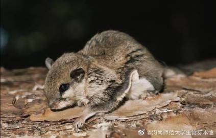 标本知多少——复齿鼯鼠#         今天小微要给大家介绍的是中国特