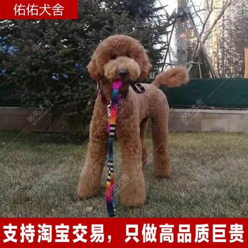 巨型贵宾犬巨贵幼犬大型犬