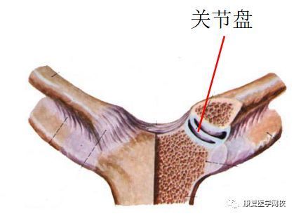 必背考点005:解剖学—上肢带骨_关节盂