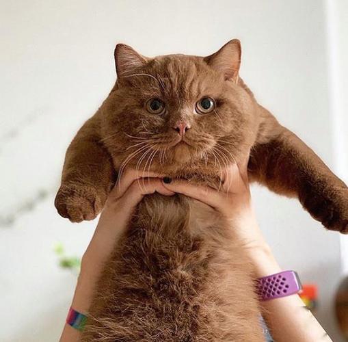 一只叫massimo的豆沙色的英短着实把网友给甜到了