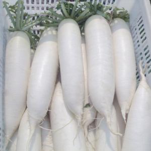 白玉萝卜