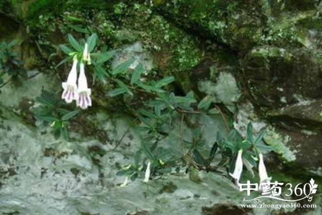 别名】:黑乌骨,石豇豆,石泽兰,小泽兰