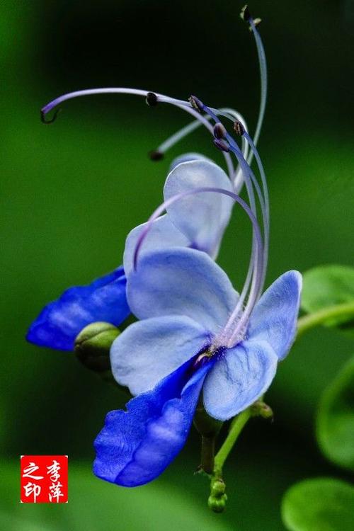 奇花一一蓝蝴蝶(原创)