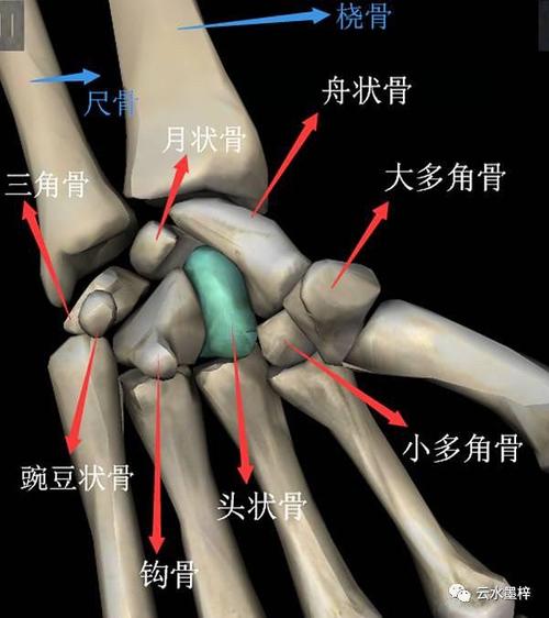 2.3.2)【安身之道中医针灸】腕关节解剖